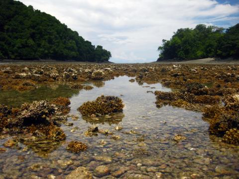 Exposed coral reef in Panamá