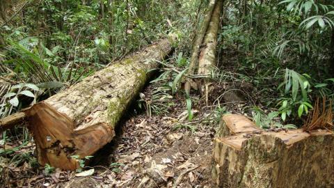 The Fate of Latin American Forests In a Warming World