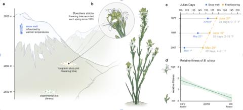Long-term studies at the Rocky Mountain Biological Laboratory in Colorado, USA, reveal that Drummond’s rockcress (Boechera stricta), a North American wildflower, bloom almost 4 days earlier each decade since the 1970s. (Illustration: Mark Belan/ArtSci)