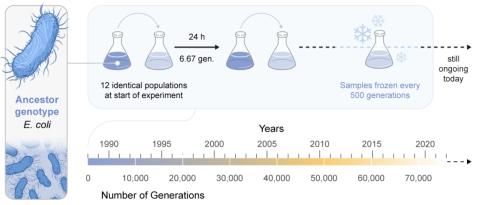 Founded in 1988, the Long-Term Evolution Experiment (LTEE) is the world’s longest-running ongoing evolution experiment now spanning 75,000 generations. (Illustration: Mark Belan/ArtSciStudios)